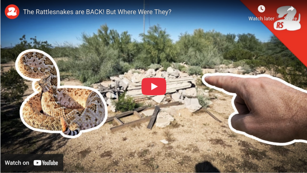 Rattlesnakes are back out across the desert, but where have they been all winter?